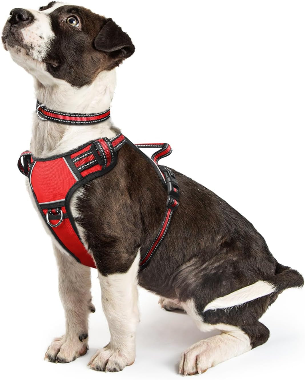 Reflective no-pull dog harness with adjustable straps and front and back leash clips.