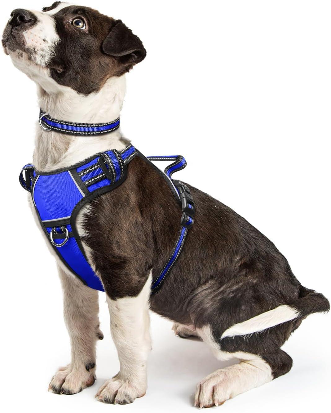 Reflective no-pull dog harness with adjustable straps and front and back leash clips.